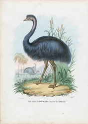 Emu, 1863-79